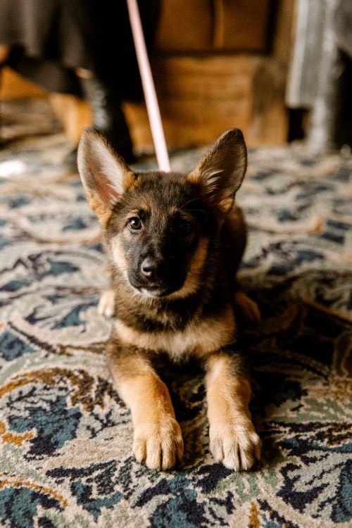A fluffy German shepherd puppy in a dog-friendly pub